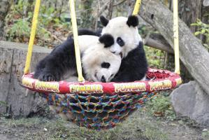 Yaan Bifengxia Panda Base